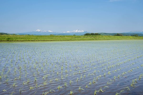 パールライス 青森県産 無洗米 青天の霹靂 3kg 令和6年産 - 画像 (3)