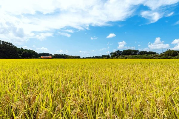 パールライス 青森県産 無洗米 青天の霹靂 3kg 令和6年産 - 画像 (2)